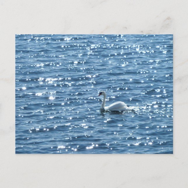 Carte Postale Cygne, baie de Cardiff, Cardiff (Devant)