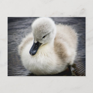 Carte Postale Cygne bébé | Cygnet