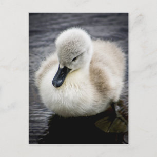 Carte Postale Cygne bébé   Cygnet