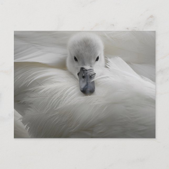 Carte Postale Cygne, Belles Plumes Blanches, Beauté Confort (Devant)