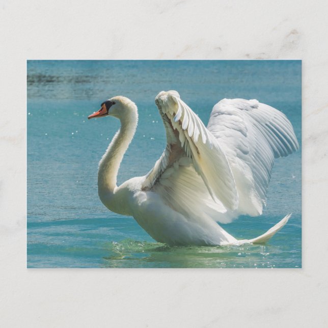 Carte Postale Cygne blanc (Devant)