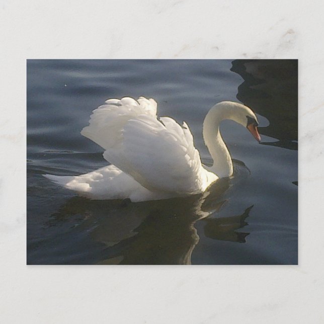 Carte postale Cygne blanc (Devant)