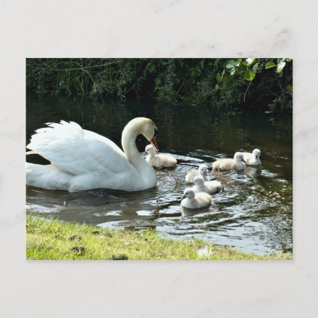Carte Postale Cygne blanc avec poules (Devant)