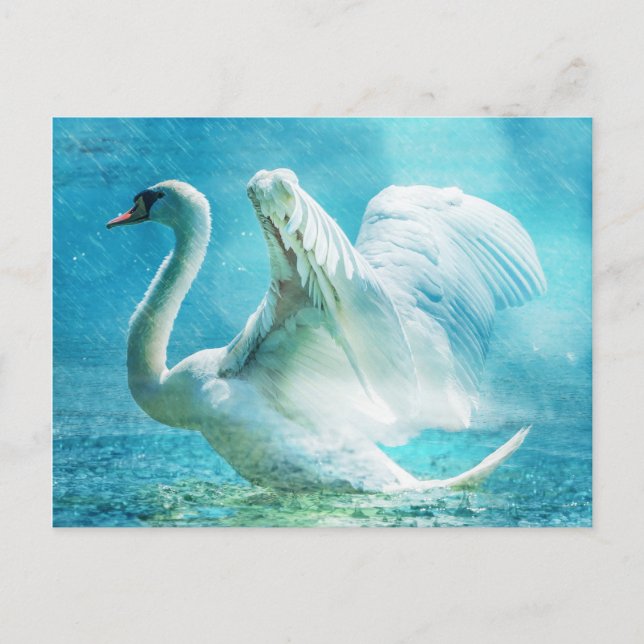 Carte Postale Cygne blanc en pluie (Devant)