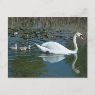 Carte Postale Cygne blanc muet avec bébé cygne canardant sur un