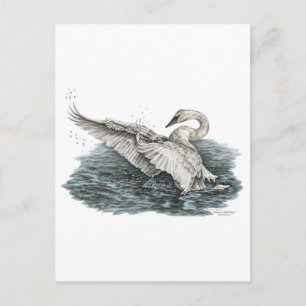 Carte Postale Cygne blanc sur l'eau