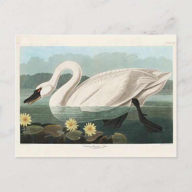 Carte Postale Cygne commun d'Amérique, Oiseaux d'Amérique, Vinta (Devant)
