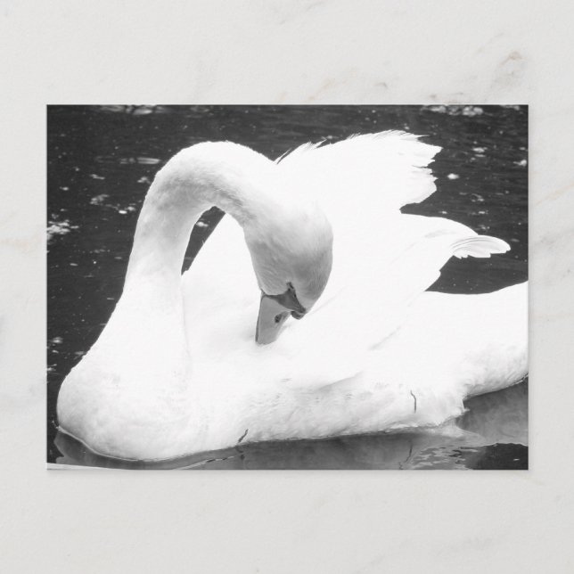 Carte Postale Cygne du lac - Noir et Blanc (Devant)