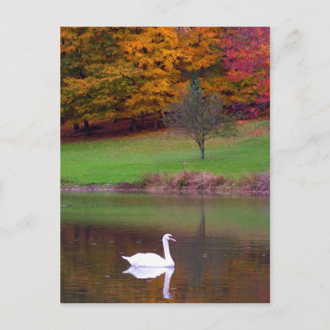 Carte Postale Cygne en automne (Devant)
