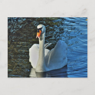 Carte Postale Cygne. Lac Roath Park, Cardiff, Pays de Galles.