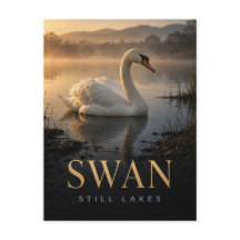 Cygne Lacs Calmes Faune ANIMAL