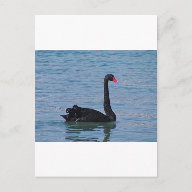 Carte Postale Cygne noir (Devant)