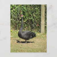 Cygne noir