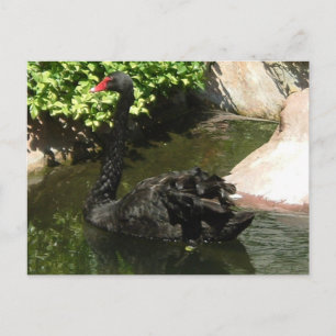 Carte Postale Cygne noir