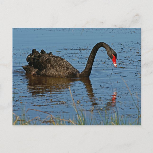 Carte Postale Cygne noir (Devant)