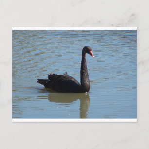 Carte Postale Cygne noir