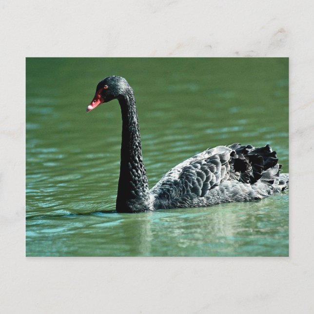 Carte Postale Cygne noir, Australie (Devant)
