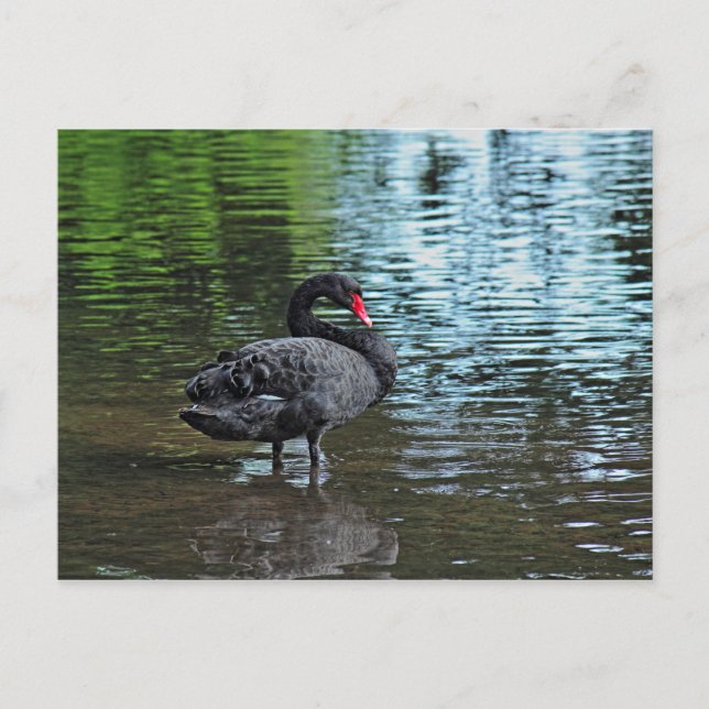 Carte Postale Cygne noir. Lac Roath Park, Cardiff, Pays de Galle (Devant)