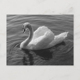 Carte Postale Cygne. Roath Park Lake, Cardiff, Wales B&W