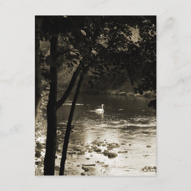 Carte Postale Cygne sur la rivière - vertical (Devant)