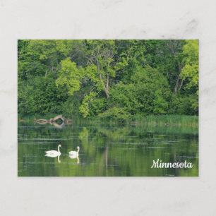 Carte postale Cygne trompette