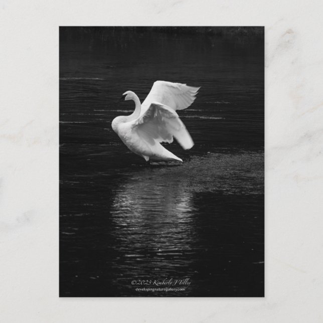Carte Postale Cygne trompette n/b (Devant)