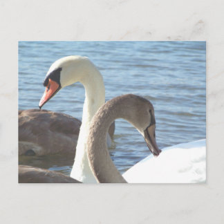 Carte Postale Cygnes