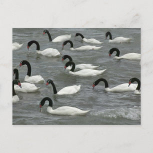 Carte Postale Cygnes à cou noir (Cygnus melancoryphus)