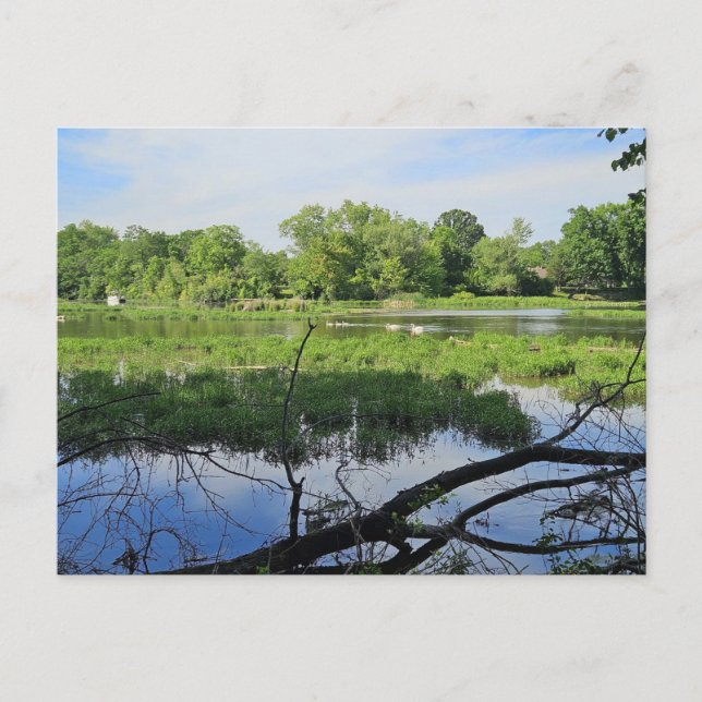 Carte Postale Cygnes du Metropark d'Oakland (Devant)