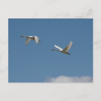 Carte Postale Cygnes en vol