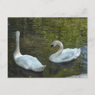 Carte Postale Cygnes gracieux
