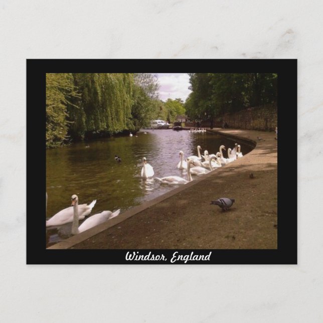 Carte Postale Cygnes sur la Tamise à Windsor (Devant)