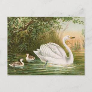 Carte Postale Cygnus cygnus par Johann Friedrich Naumann