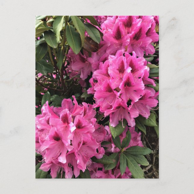 Carte Postale Cynthia Rhododendrons, Oregon (Devant)