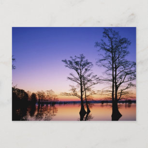 Carte Postale Cyprès chauves silhoués au coucher du soleil,