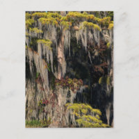 Cyprès en étang dans un marécage inondé