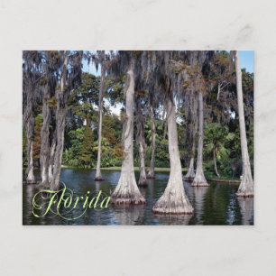 Carte Postale Cyprès en Haven, Floride