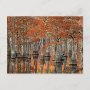 Carte Postale Cyprès Parc d'État George Smith, Géorgie