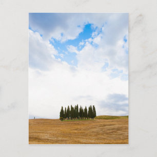 Carte Postale Cyprès toscan