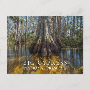 Carte Postale Cypress à la réserve nationale Big Cypress, FL