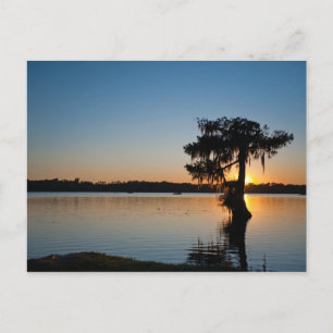 Carte Postale Cypress au coucher du soleil