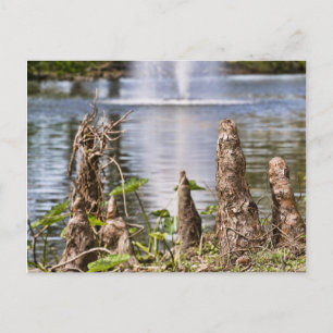 Carte Postale Cypress Knee