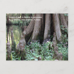 Carte postale Cypress Knees