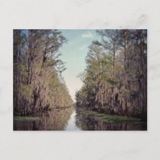 Carte Postale Cypress Marécage : Louisiane