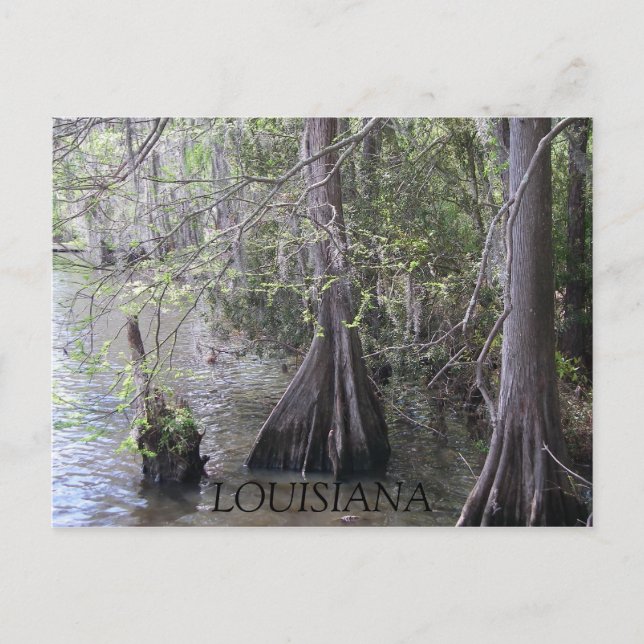 Carte postale Cypress Trees (Devant)