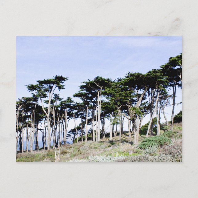 Carte Postale Cypress Trees à Sutro Park, San Francisco (Devant)