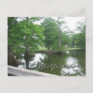 Carte Postale Cypress Trees au lac Reelfoot