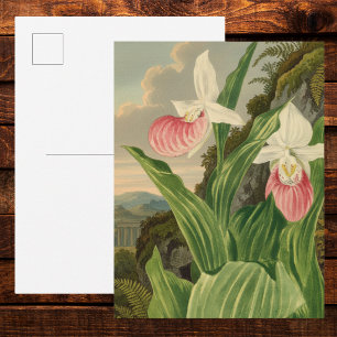 Carte Postale Cypripède Pink Lady Fleur Orchidée Botanique Vinta