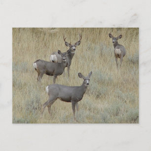 Carte Postale D18 Mule Deer
