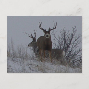 Carte Postale D21b Mule Deer